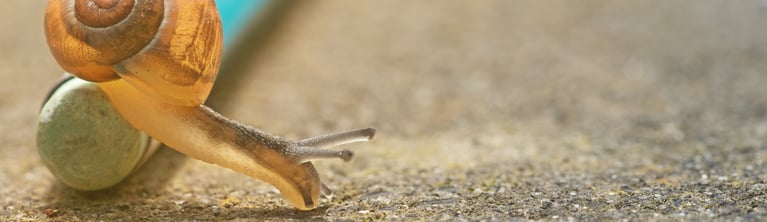 snail-banner